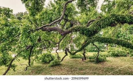 Beautiful And Giant Oak Tree.