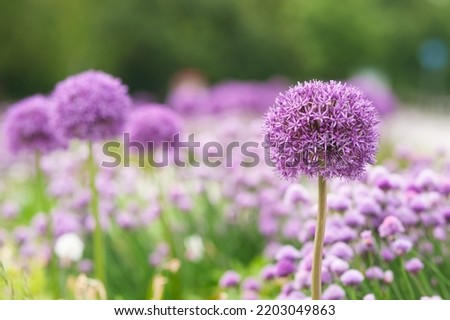 Beautiful giant onion flower on blurred background, closeup. Space for text