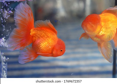 Beautiful Giant Oranda Goldfish In Fish Tank