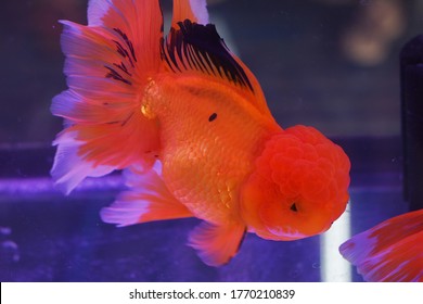 Beautiful Giant Oranda Goldfish In Fish Tank