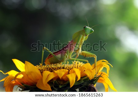 The beautiful giant shield mantis perched on the sunflower.