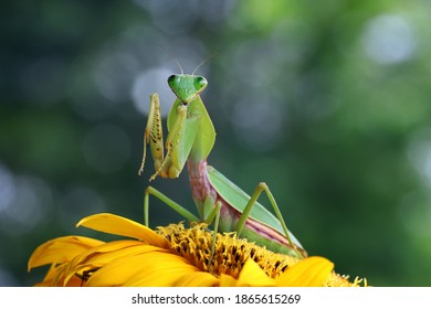 The beautiful giant shield mantis is posing on the sunflower.
