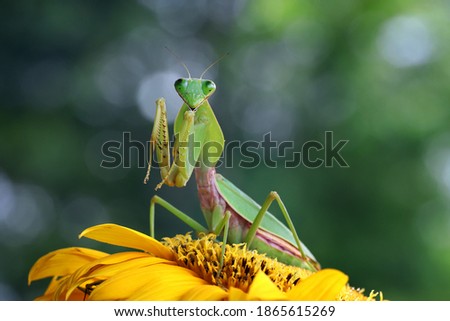 The beautiful giant shield mantis is posing on the sunflower.