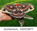 The beautiful giant silk moth butterfly called Cecropia Moth, Hyalaphora cecropia, mating pair - one of the largest butterflies or moths in the world, in a man