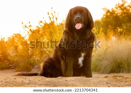 Beautiful gigantic Newfoundland dog on sandy beach with warm hazy sunset peeking through the grass - gorgeous huge Newfie on sand with tongue hanging out at golden hour