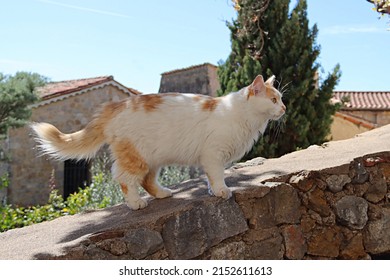 Beautiful Ginger Alley Cat Showing Off On A Wall In South Of France