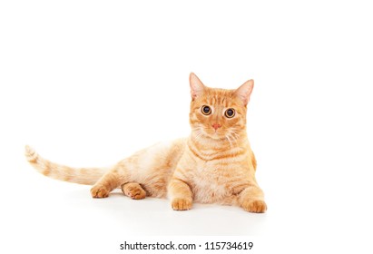 beautiful ginger cat lying