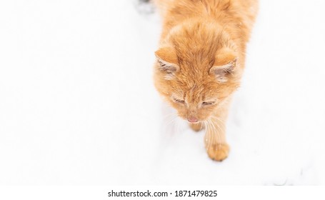 Beautiful ginger cat on snow background. Red cat walks in the snow. Winter. Snow. Frost. - Shutterstock ID 1871479825