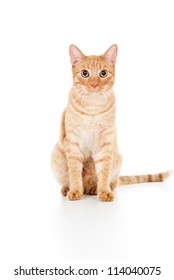 Beautiful Ginger Cat Sits Isolated