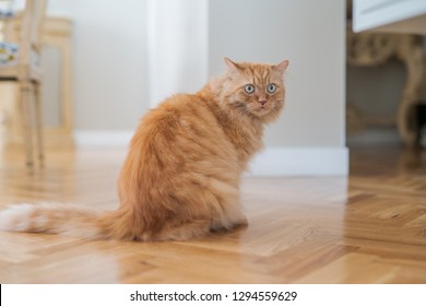 Beautiful Ginger Long Hair Cat Walking Around The House, Sitting On The Floor At Home