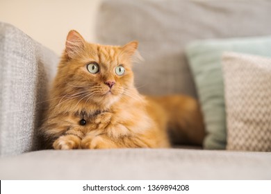 Royalty Free Long Hair Ginger Cat Stock Images Photos Vectors