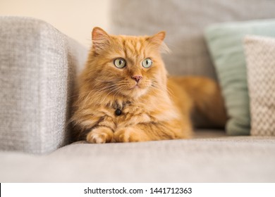 Beautiful Ginger Long Hair Cat Lying On The Sofa On A Sunny Day At Home