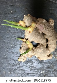 Beautiful Ginger Root Growing In Kitchen