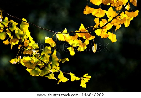 Similar – Herbstfoto Natur Himmel