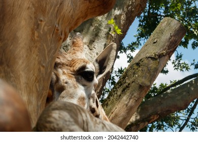 Beautiful Giraff Watching To Photographer From Behind The Tree