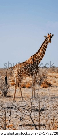 Similar – Image, Stock Photo giraffe in samburu national park kenya