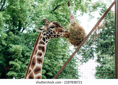 Beautiful giraffe eating hay from a hay basket hanging in the air, animal feeding equipment against trees and palms. A large Giraffa camelopardalis reticulata eating dry hay from a feeder in a park
