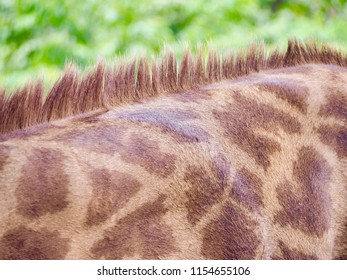 Beautiful Giraffe Pattern.