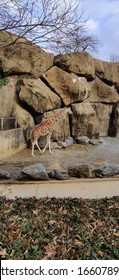 A Beautiful Giraffe In Philadelphia Zoo.