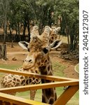 beautiful giraffe in the zoo