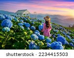 Beautiful girl enjoying blooming blue hydrangeas flowers in garden, Chiang Rai, Thailand.