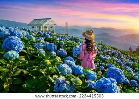 Beautiful girl enjoying blooming blue hydrangeas flowers in garden, Chiang Rai, Thailand.