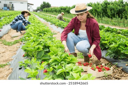 Beautiful girl farmer picking strawberry at a farm field in the summer - Powered by Shutterstock