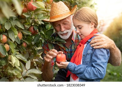 Beautiful girl holding organic apple in garden. Harvest concept. Garden, child with fruits at fall harvest. - Powered by Shutterstock