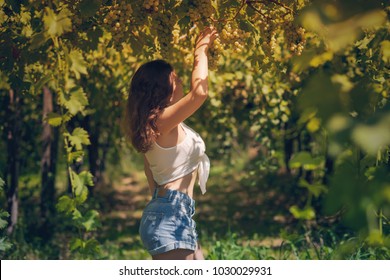 Beautiful girl in shorts and top in a vineyard on a warm sunny evening