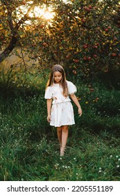 A Beautiful Girl Is Walking Barefoot In An Apple Orchard At Sunset