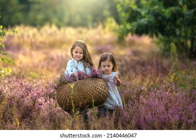 Beautiful girls with a bouquet of heather in a heather field. Beautiful sisters with a basket of heather are walking across the field and smiling.  - Shutterstock ID 2140446047