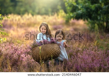 Beautiful girls with a bouquet of heather in a heather field. Beautiful sisters with a basket of heather are walking across the field and smiling. 