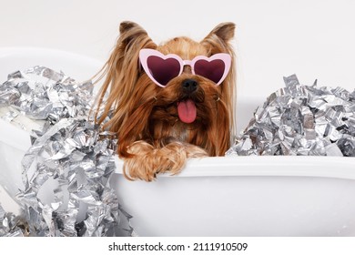 Beautiful glamour yorkie in confetti bath. Portrait of cute puppy yorkshire terrier in glasses. Little smiling dog on white background.