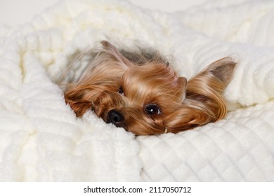 Beautiful Glamour Yorkie Lying On Plaid. Portrait Of Cute Puppy Yorkshire Terrier. Little Smiling Dog Slepping On Soft Blanket.