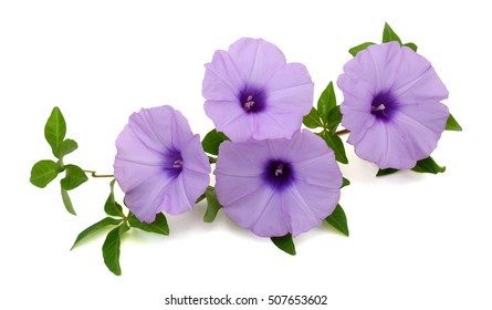 37,361 Morning glory flowers Images, Stock Photos & Vectors | Shutterstock