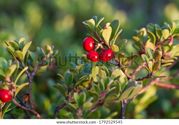 Beautiful glossy red fruits of\
bearberry (Arctostaphylos uva-ursi). Scarlet uva-ursi fruits.\
