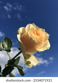 Hermosa rosa amarilla brillante