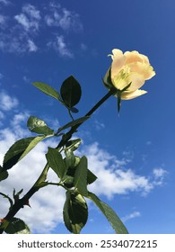 Hermosa rosa amarilla brillante