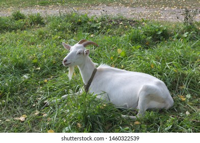 Beautiful goat breed "Russian white" (lat. Russian album hircum) lies on the lush grass