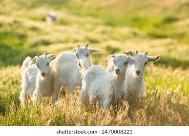 Beautiful goats graze the grass in the country.