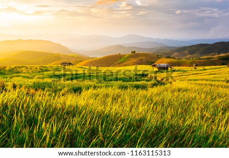 Beautiful gold color sunset at rice field, rice terrace.