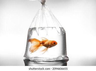 Beautiful Gold Fish In Plastic Bag On Light Background