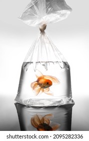 Beautiful Gold Fish In Plastic Bag On Light Background