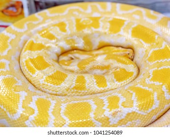 Beautiful Gold Python Snake Laying Circle Stock Photo (Edit Now) 1041254089