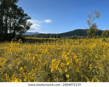 Beautiful gold sunflowers cover a field in Cades Cove Great Smoky Mountains National Park