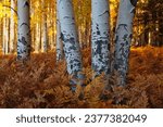 Beautiful golden aspen scene along the Arizona trail in the Coconino National Forest