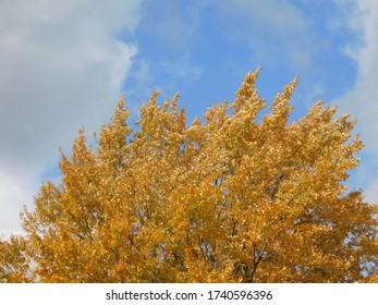 Beautiful golden autumn tree with pretty yellow and orange leaves against a blue fall sky with clouds