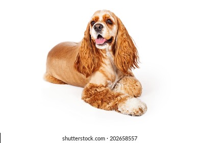 A Beautiful Golden Color Cocker Spaniel Dog Laying Down And Looking To The Side With A Happy Expression