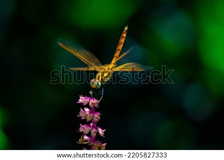 beautiful golden dragon fly on a holy basil flower in my garden Kerala India 
