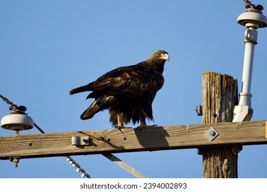 Beautiful Golden Eagle perched on a telephone pole - Shutterstock ID 2394002893